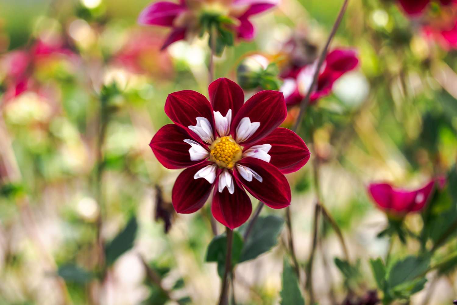 Dahlie 'Mary Evelyn'
